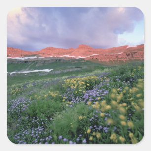 Lila Fleabane (Eigeron peregrinus) und Gelb Quadratischer Aufkleber