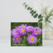 Lila Fleabane (Erigeron) Blume Postkarte (Stehend Vorderseite)