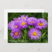 Lila Fleabane (Erigeron) Blume Postkarte (Vorne/Hinten)