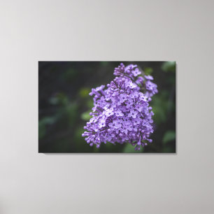 Lila Fliederblüten Makro Leinwanddruck