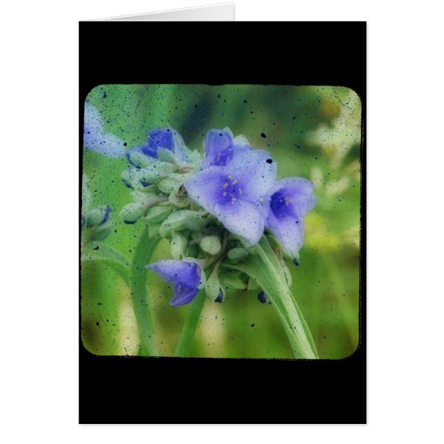 Lila Floral TTV (Vorne)