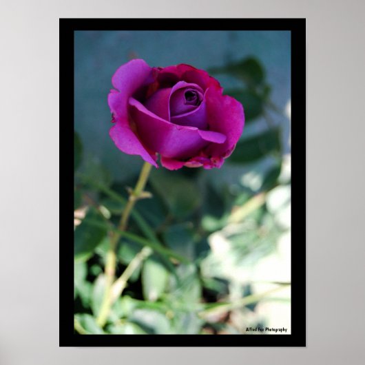 Lila Florale Rose Poster (Vorne)