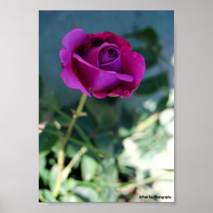 Lila Florale Rose Poster