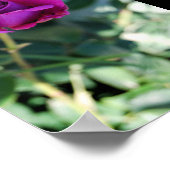 Lila Florale Rose Poster (Ecke)