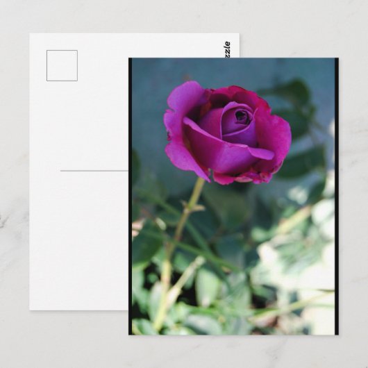 Lila Florale Rose Postkarte (Vorne/Hinten)