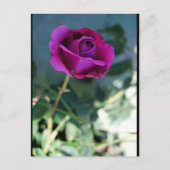 Lila Florale Rose Postkarte (Vorderseite)