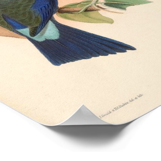 Lila Flügelrollenvögel Vintage Vögel Asiens Poster (Ecke)