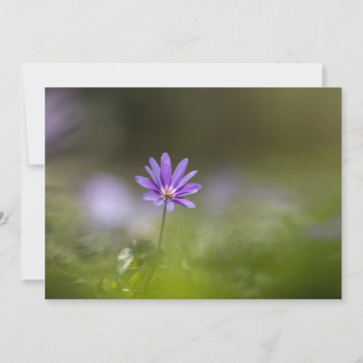 Lila Fotokarte für Windblumen (Vorderseite)