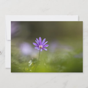 Lila Fotokarte für Windblumen