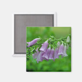 Lila Foxglove Blume Magnet (Vorderseite/Rückseite)