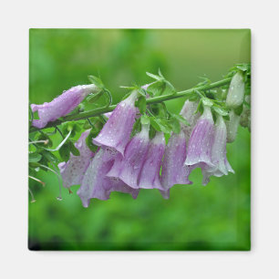 Lila Foxglove Blume Magnet