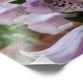 Lila Foxglove Fotodruck (Ecke)