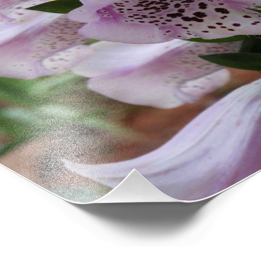 Lila Foxglove Fotodruck (Ecke)