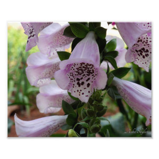 Lila Foxglove Fotodruck