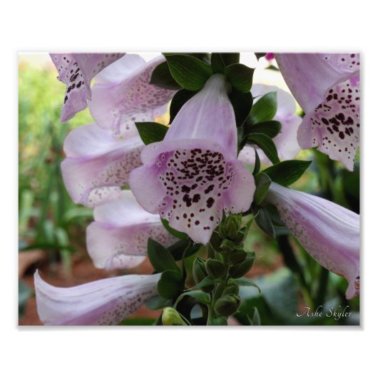 Lila Foxglove Fotodruck (Vorne)