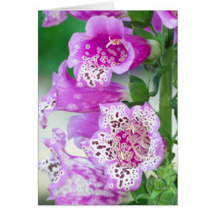 Lila Foxglove im Vollblut