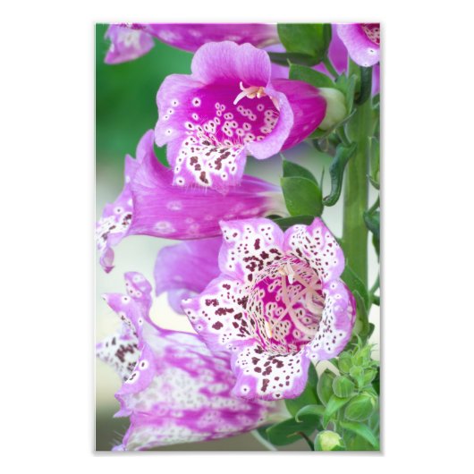 Lila Foxglove im Vollblut Fotodruck (Vorne)