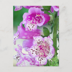 Lila Foxglove im Vollblut Postkarte