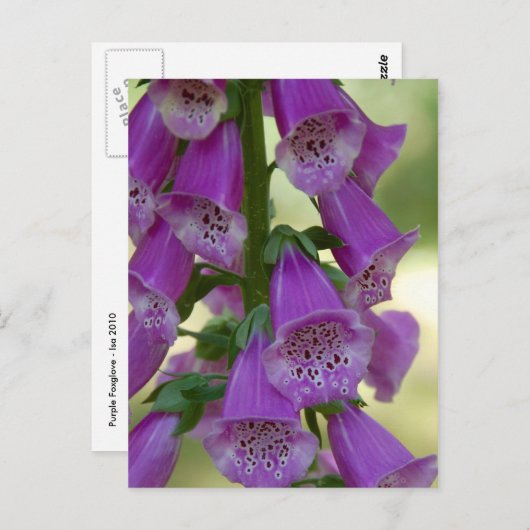 Lila Foxglove Postkarte (Vorne/Hinten)