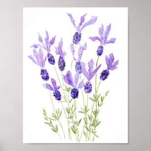 lila französischer Lavendel Poster