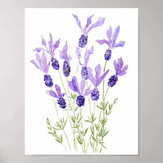 lila französischer Lavendel Poster (Vorne)