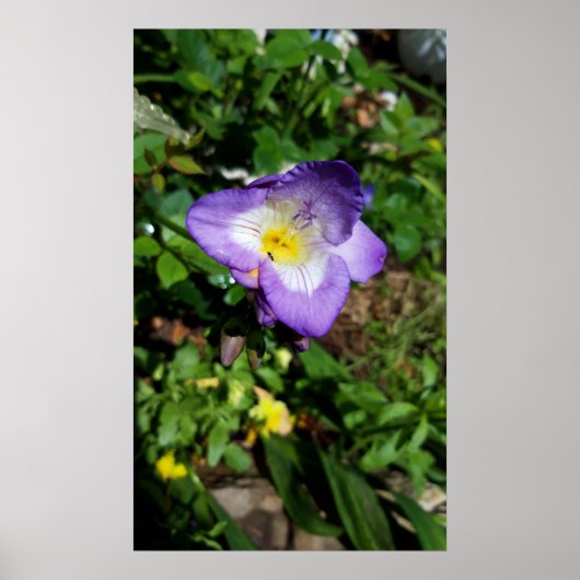 Lila Freesia Blume Poster (Vorne)