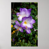 Lila Freesia Blume Poster (Vorne)