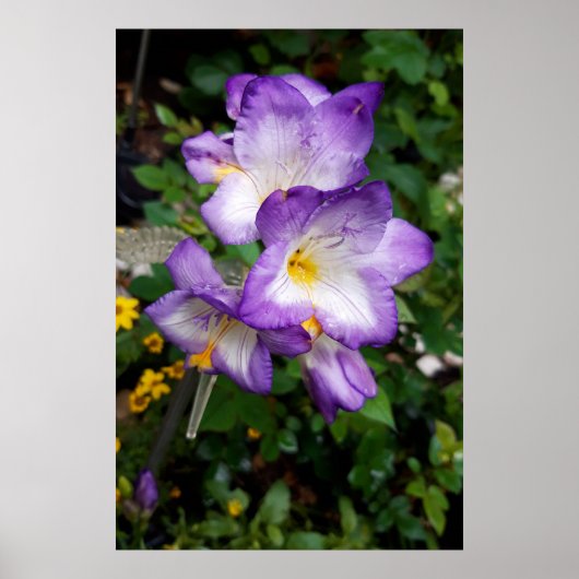 Lila Freesia Blume Poster (Vorne)