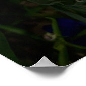 Lila Freesia Blume Poster (Ecke)