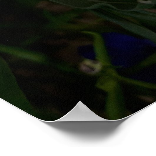 Lila Freesia Blume Poster (Ecke)