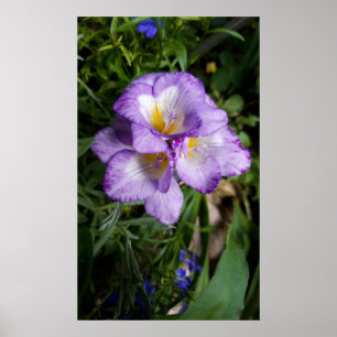 Lila Freesia Blume Poster