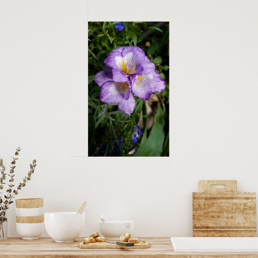 Lila Freesia Blume Poster (Küche)