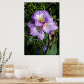 Lila Freesia Blume Poster (Küche)