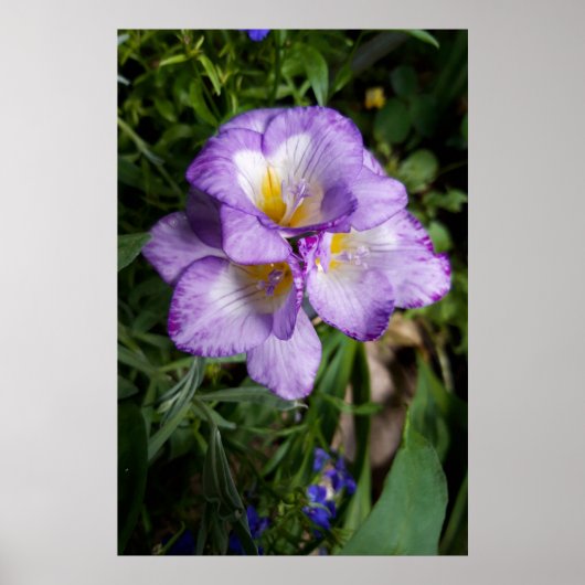 Lila Freesia Blume Poster (Vorne)