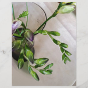 lila Freesia-Knospen