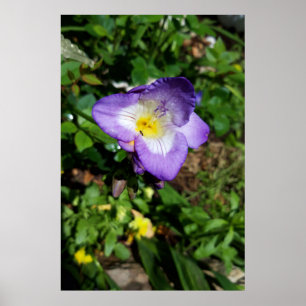 Lila Freesienblüten Poster