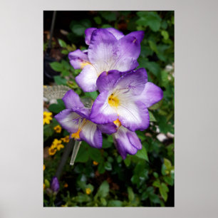 Lila Freesienblüten Poster
