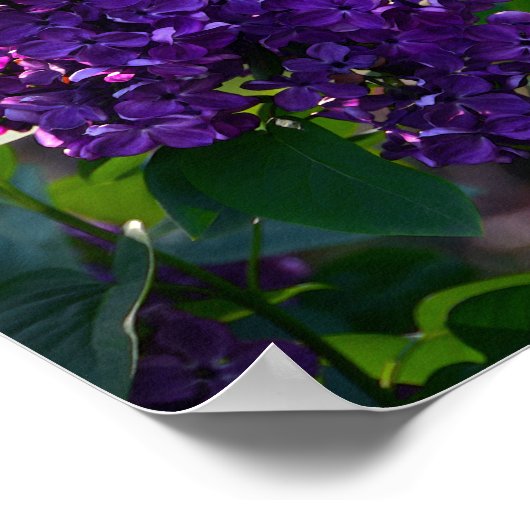 Lila French Lilac Poster (Ecke)