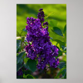 Lila French Lilac Poster (Vorne)