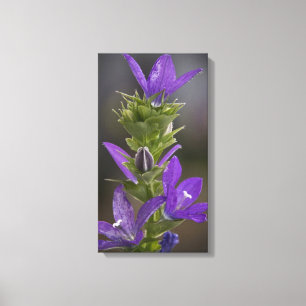 Lila Freuden-Galerie-Leinwand-Verpackung Leinwanddruck