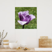 Lila Fringed Tulip Poster (Küche)