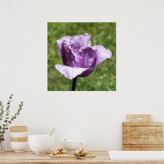 Lila Fringed Tulip Poster (Küche)