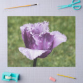 Lila Fringed Tulip Seidenpapier (Basteln)