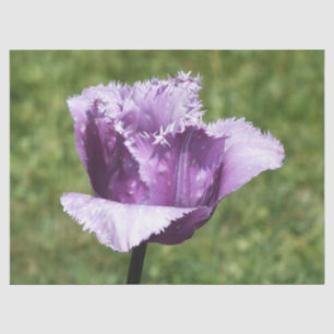 Lila Fringed Tulip Seidenpapier