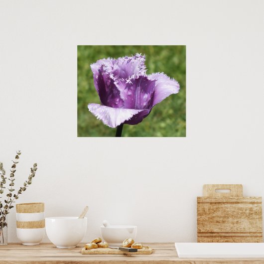 Lila Fringer-Tulip-Poster Poster (Küche)