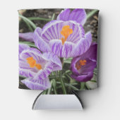 Lila Frühjahrskuken. Dosenkühler (Vorderseite)