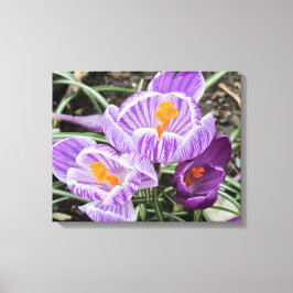 Lila Frühjahrskuken. Leinwanddruck