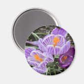 Lila Frühjahrskuken. Magnet (Vorderseite/Rückseite)