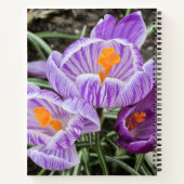 Lila Frühjahrskuken. Notizblock (Rückseite)