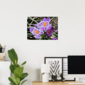 Lila Frühjahrskuken. Poster (Heimbüro)